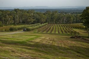 Hungerford Hill Vineyard