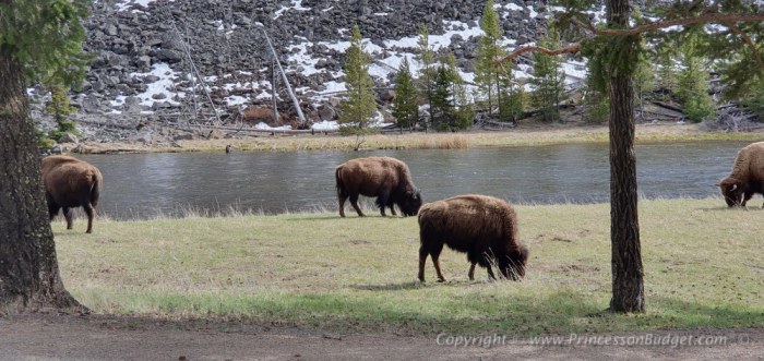 USA-YS-Bison